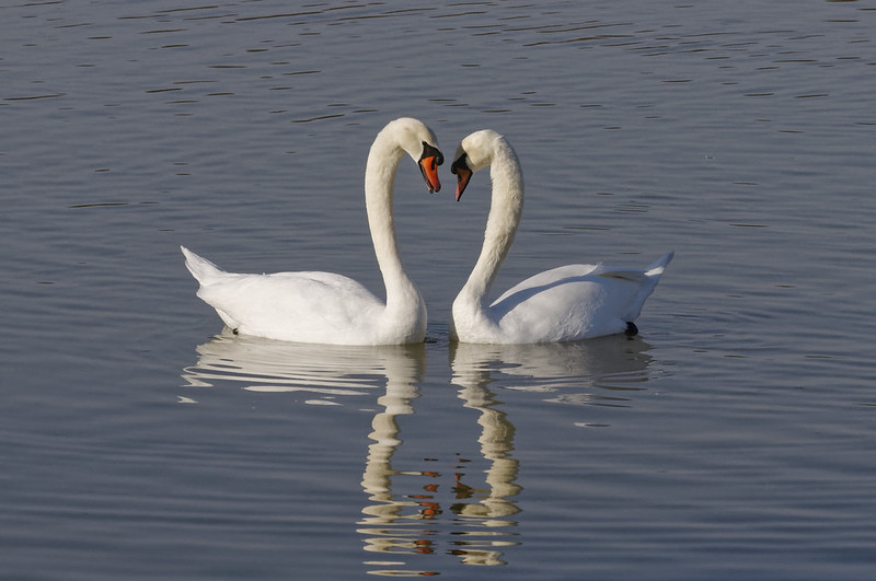 Cygne tubercule.jpg